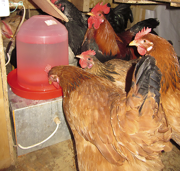 Изготовление поилки для цыплят своими руками: советы и рекомендации